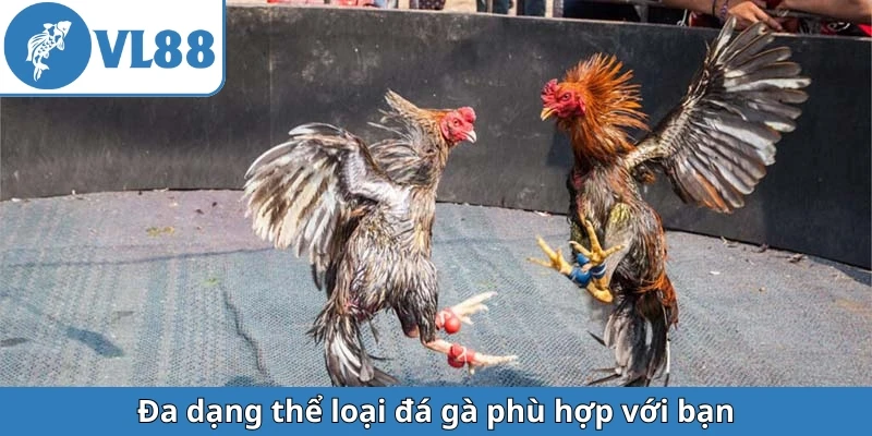 da-dang-the-loai-da-ga-phu-hop-voi-ban