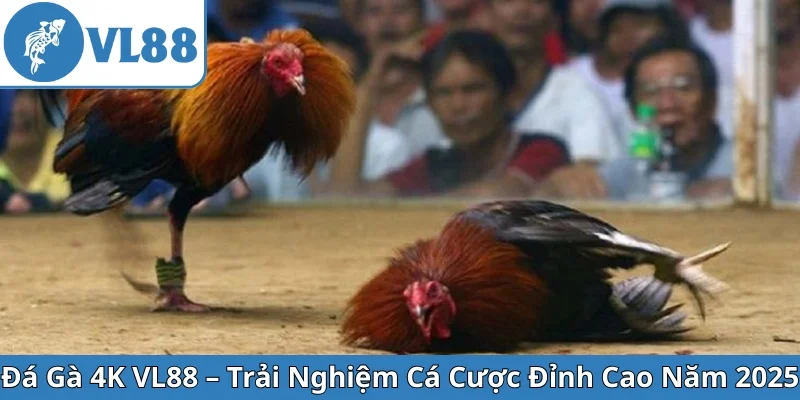 da-ga-4k-vl88-trai-nghiem-ca-cuoc-dinh-cao-nam-2025