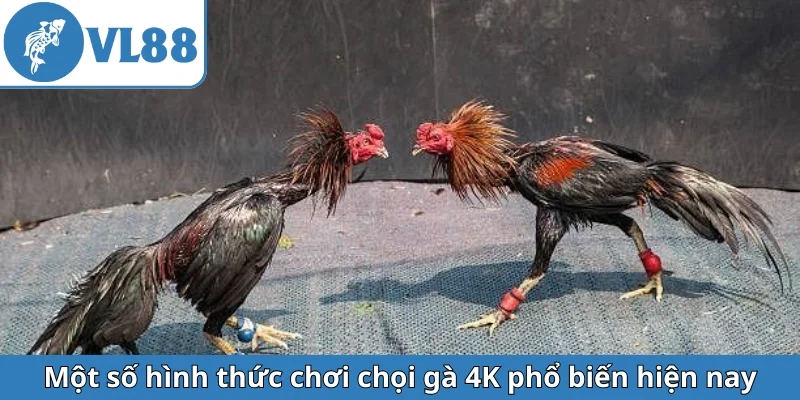 mot-so-hinh-thuc-choi-choi-ga-4k-pho-bien-hien-nay