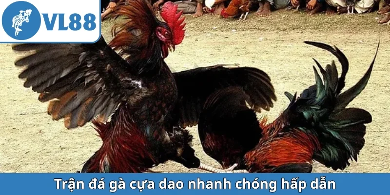 tran-da-ga-cua-dao-nhanh-chong-hap-dan