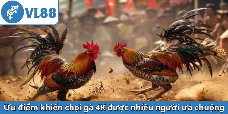 uu-diem-khien-choi-ga-4k-duoc-nhieu-nguoi-ua-chuong